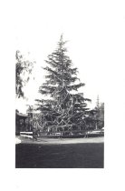 Christmas tree in Library Park